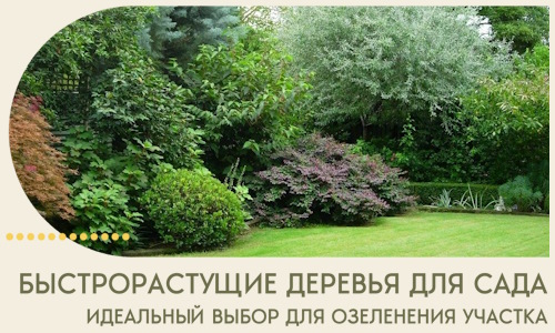 Быстрорастущие деревья для сада идеальный выбор в Когалыме